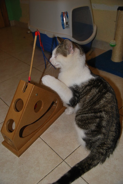 Garp, gatito blanco y pardo mimosón, nacido en Julio´13 busca hogar. Valencia. ADOPTADO. 11931515744_12561103b1_z