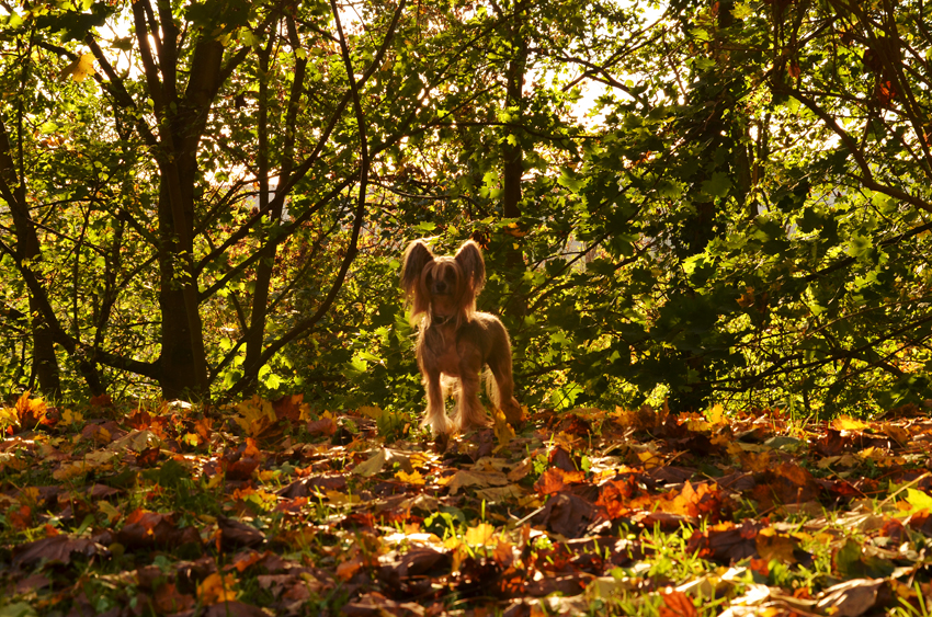 Joyeuse petite troupe de Chiens Chinois : Chuck, Raya et compagnie… - Page 4 10781441836_31e34c9f2f_o