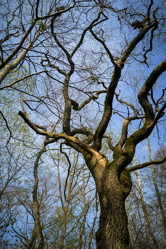 La forêt merveilleuse 8729636550_777ee18773_c