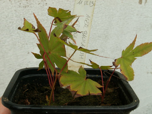 Acer palmatum Sango-kaku