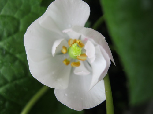 Podophyllum hexandrum