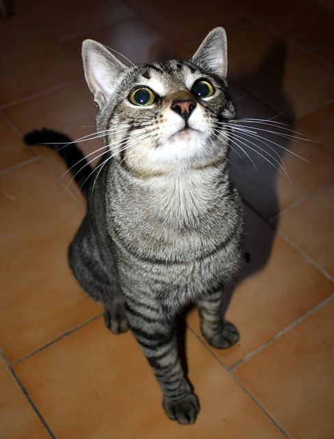 Maxi, gato atigrado pardo nacido en Dic´10 esterilizado y sano, activo y mimosón, en adopción. Valencia. ADOPTADO. 9277728633_244ccd2e1a_z