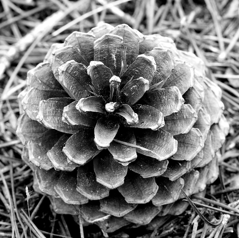 Pine cone 9725152254_4d4611e272_c