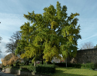 Ginkgo biloba - arbre aux quarante écus - Page 2 10794032503_ce18fc008b_n