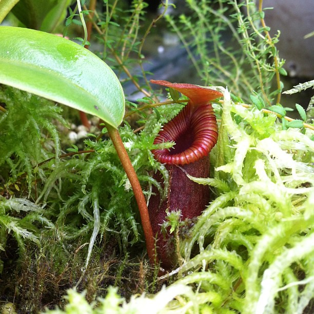 Nepenthes ventricosa x trusmadiensis