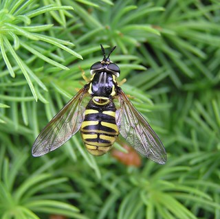 Chrysotoxum cautum - Chrysotoxe prudente - 18/05/13