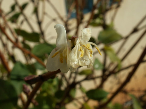 Lonicera fragrantissima