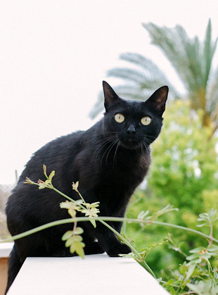 Roxy, gatita negra abandonada en su primer celo, nacida en Abril´12, esterilizada y sana, busca hogar. Valencia. ADOPTADA. 9123950159_46df07b186