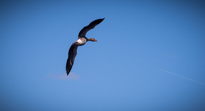 De drôles d'oiseaux 8729755040_7dfc38217e_c