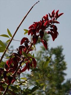 Erythrina crista-galli