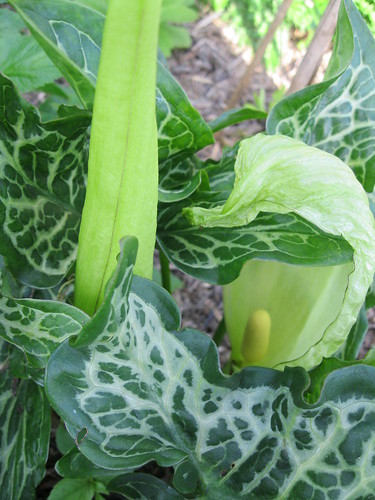 Arum italicum marmoratum