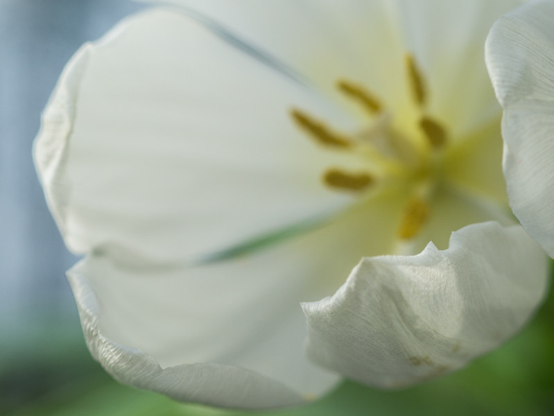 Tulipe blanche en solo 11609105154_77771c10ef_b