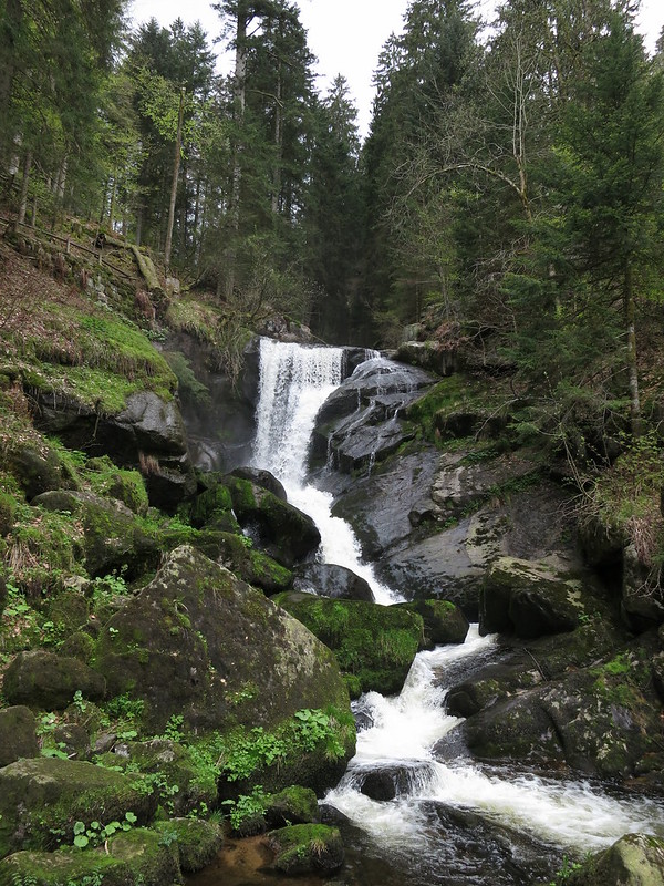 La balade de l'Arbre de mai (bis): Forêt noire et Neckar [2013] •Bƒ  - Page 3 8730045045_e0f2396868_c