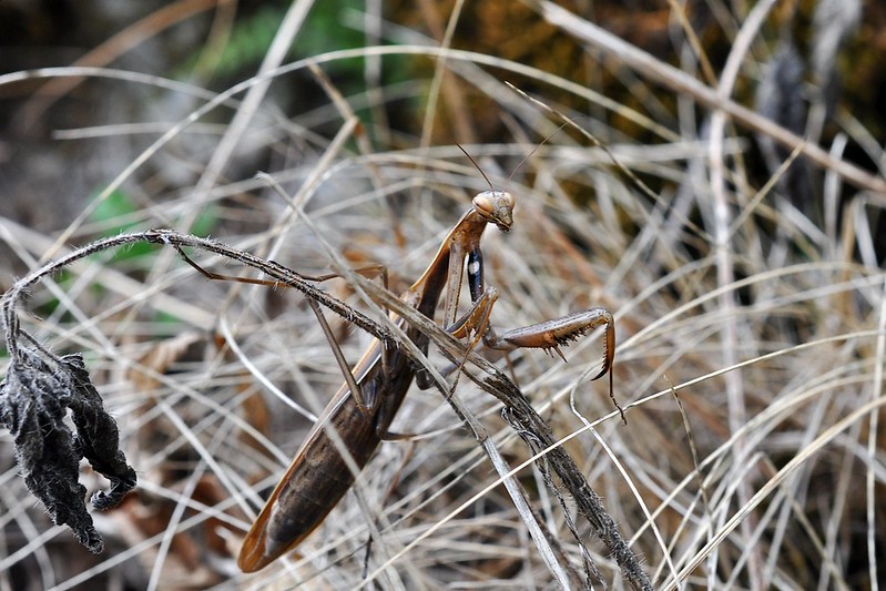 Herping in Carinthia, Austria... Update 2013 ;) 9712970312_901c355c2e_c