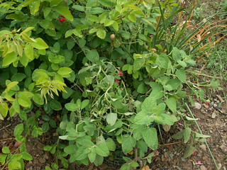 Salvia microphylla 'Dieciocho de Marzo'