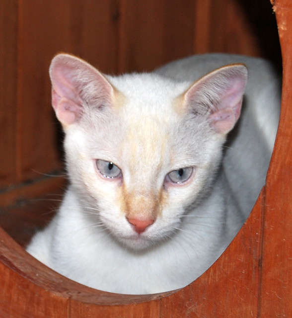 Fito, gatito siamés Red Point perfecto para perros, nacido en Marzo´13 esterilizado, en adopción. Valencia. ADOPTADO. - Página 2 9672349806_c1ea1e90e5_z