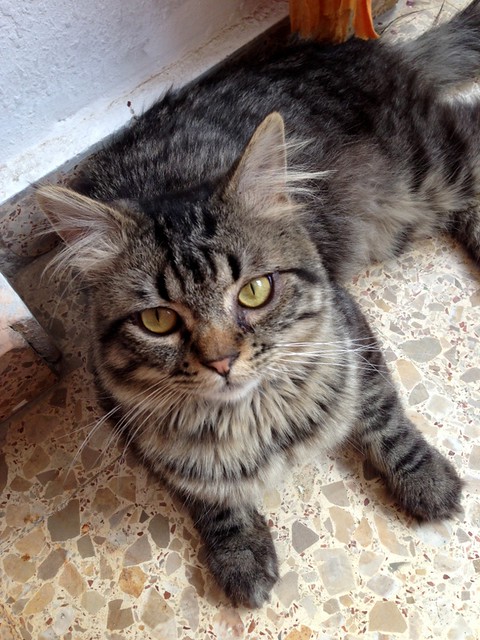 Greco, espectacular gato cruce Persa con Angora atigrado pardo, de 9 meses, en adopción. Valencia.- ADOPTADO 9053331318_dde66a5bcf_z