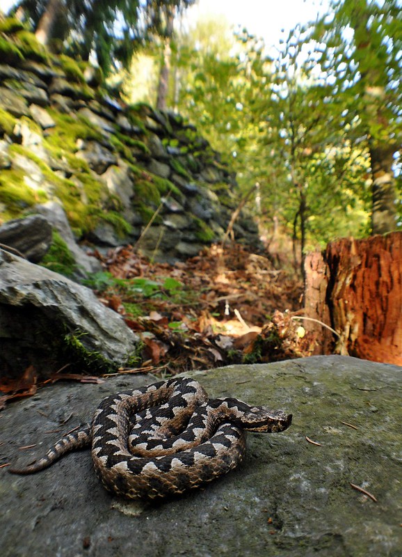 Herping in Carinthia, Austria... Update 2013 ;) 10265756433_f6c3bf55c1_c