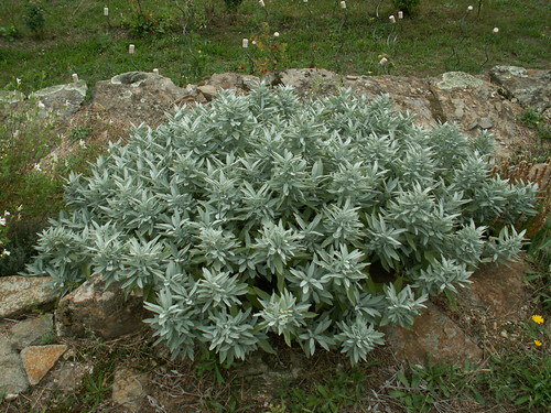 Salvia fruticosa