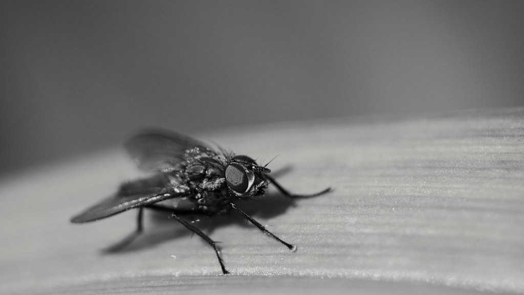 Monochrom Fly. + ajout 16/9 8714464565_a96dbcee50_b