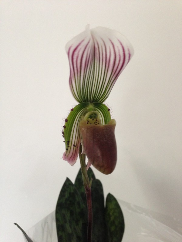 Paphiopedilum callosum 9541701060_6cae0248f1_c