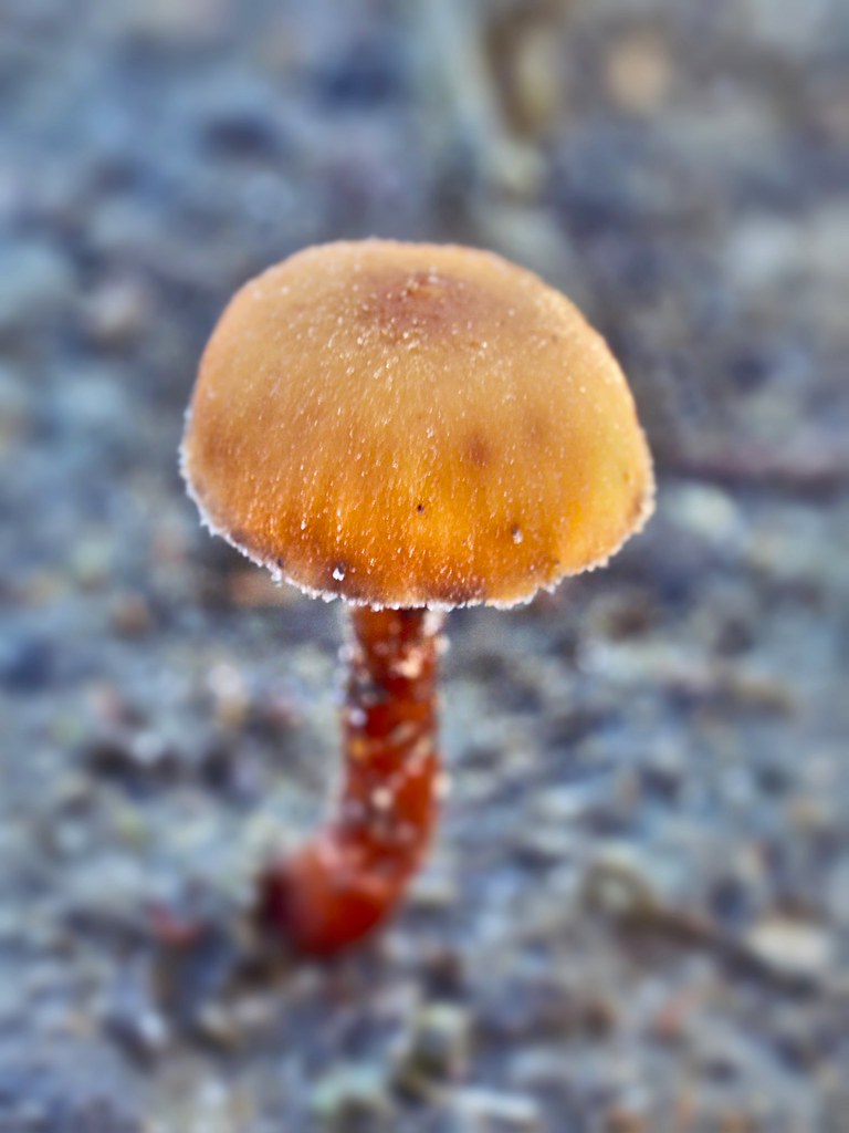 paddestoelen reeks 10966114405_d50b53d803_b