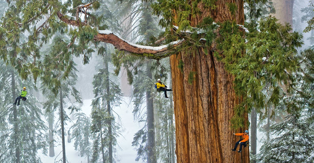 Gigantesco árbol de 3200 años capturado en una sola imagen. Impresionante! 14185996205_b966daa28d_z