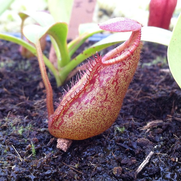 Nepenthes petiolata