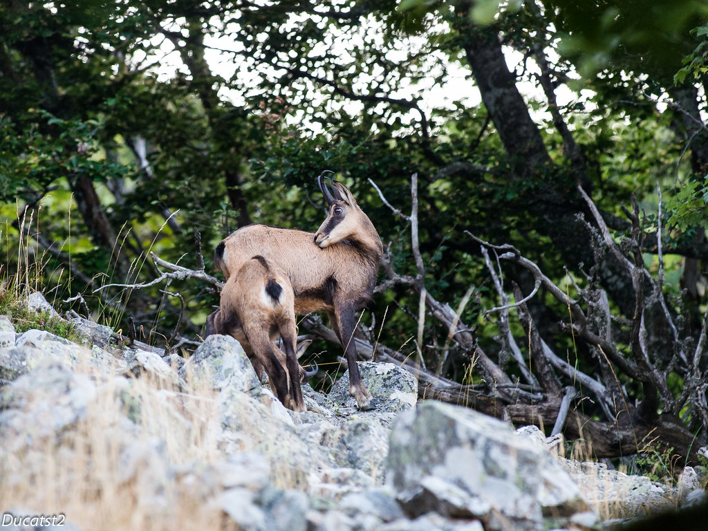 Les chamois du matin (Pentax K5IIs ) 9517147972_25c51f38af_b