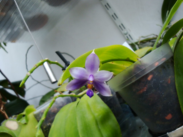 Phalaenopsis violacea var. coerulea 10016327745_491c6fde48_z