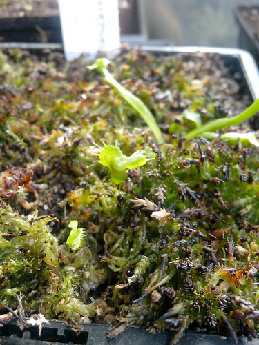 Dionaea tremor et spiderman et drosera andromeda 12900183935_aa4b0247c7