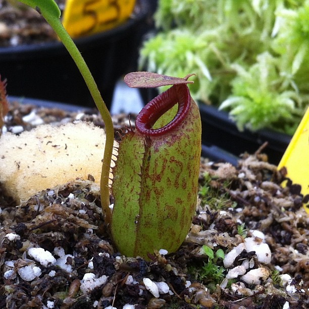 Nepenthes ventricosa x aristocholoïdes