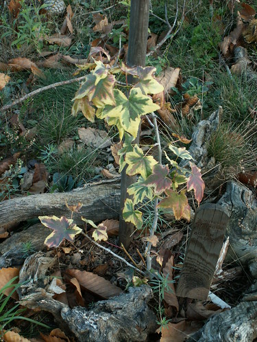 Lyquidambar styraciflua 'Golden Treasure'