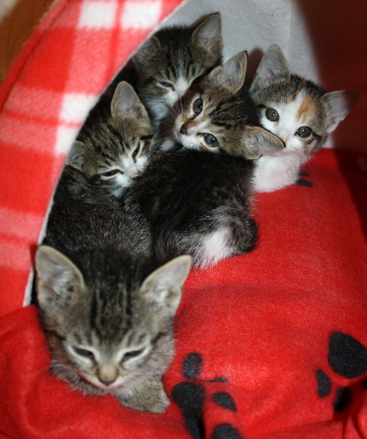 Pétalo, gatita blanca y parda nacida en Octubre´13 busca hogar. Valencia. ADOPTADA. 11092149706_769e542750_z