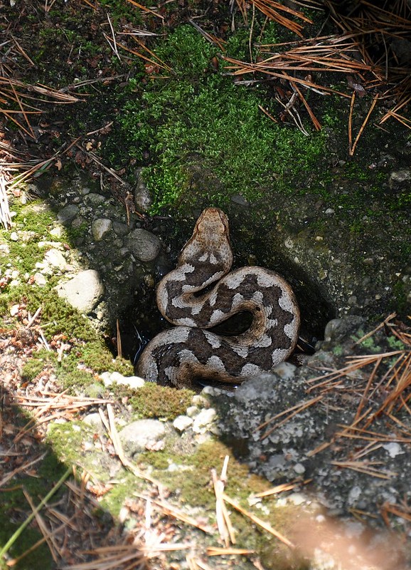 Herping in Carinthia, Austria... Update 2013 ;) 9712979658_aefdea0890_c