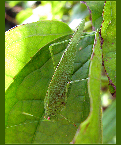 Dans le jardin des Minuscules... - Page 2 9632340071_34e4e372ce_o