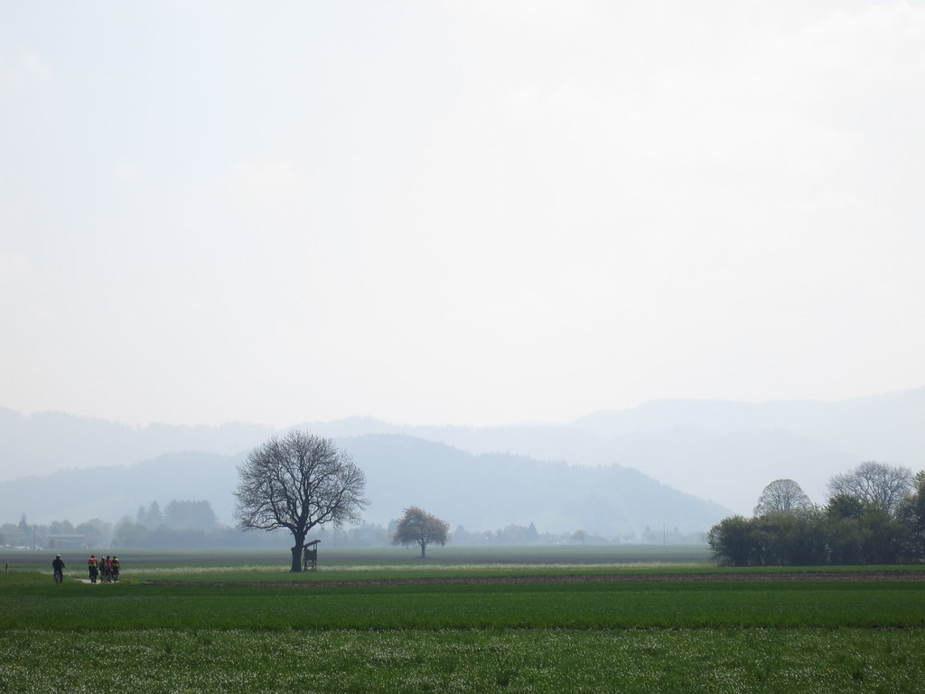 La balade de l'Arbre de mai (bis): Forêt noire et Neckar [2013] •Bƒ  8731297048_082faa95e3_b