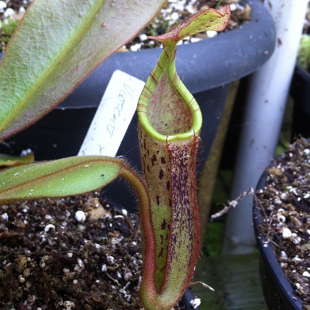 Nepenthes vieitchii x platychilla