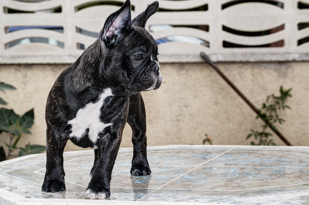 Aleos bull Esothysca ( Jr Ch. Chocolate de la Ribera del Duero x Ch. Nezemnoy Krasoty Victoria Aleos ) fotos nuevas!! 04/05/2014 9823214223_ff3fdc0b23_b