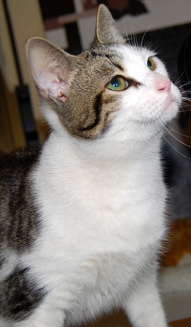 Garp, gatito blanco y pardo mimosón, nacido en Julio´13 busca hogar. Valencia. ADOPTADO. 11931526094_cb4874aedf_z