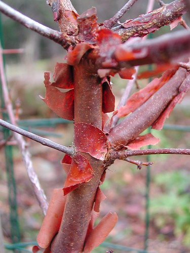 Acer griseum