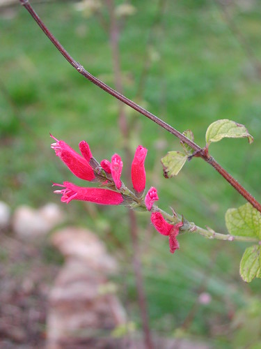 Salvia elegans