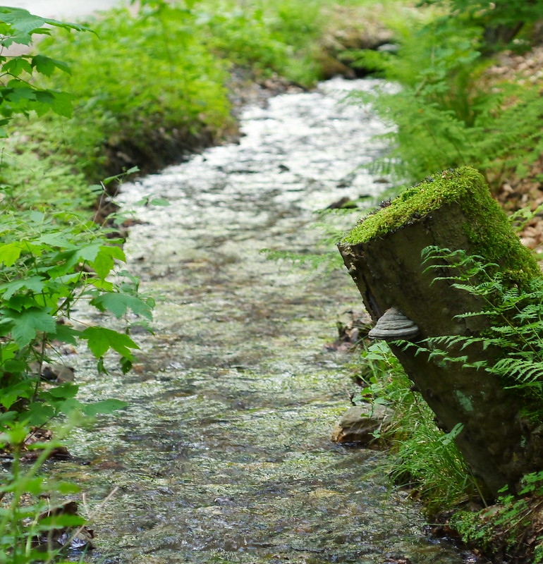 En forêt  8958711177_f5a6965af6_c