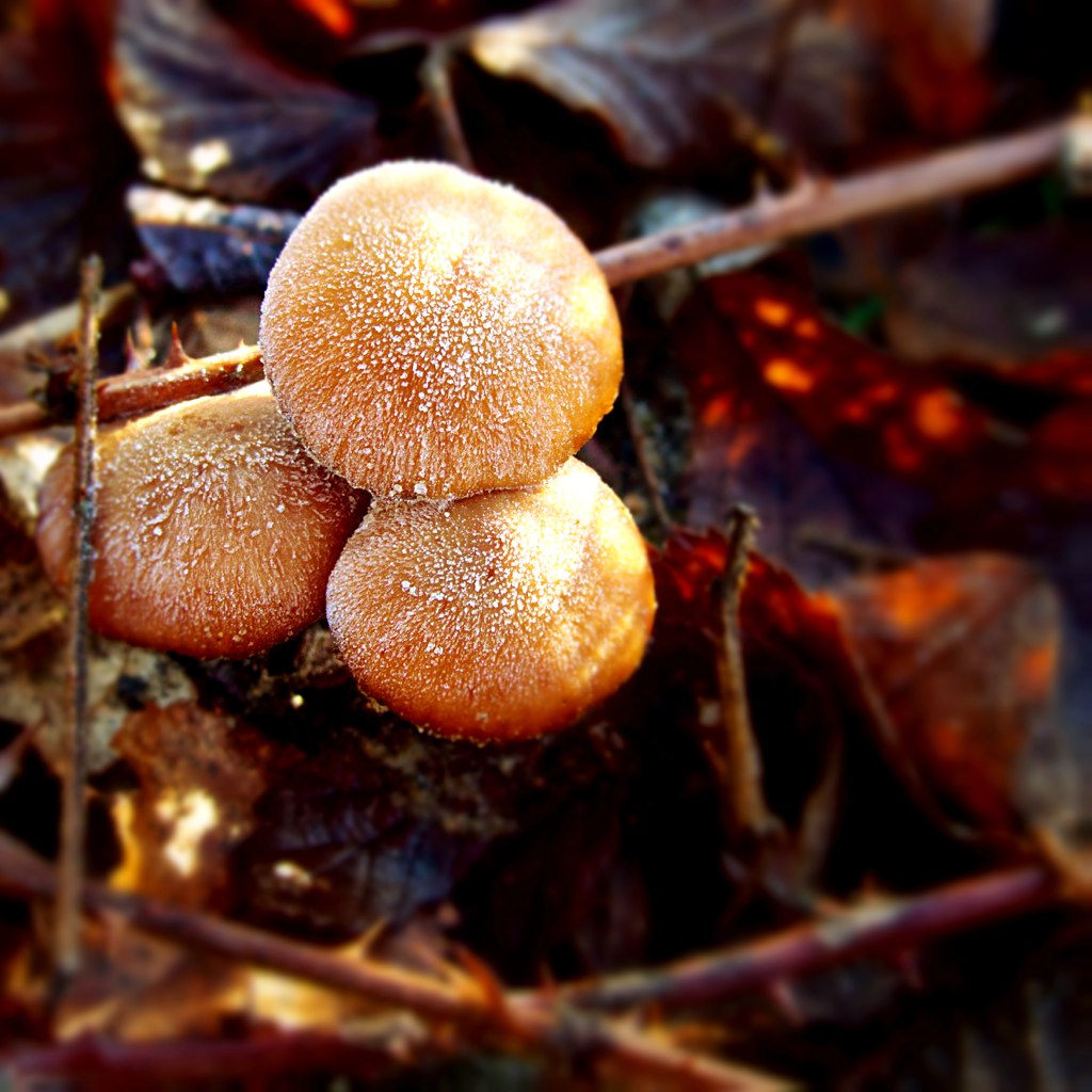 paddestoelen reeks 10966313034_236e58d976_b