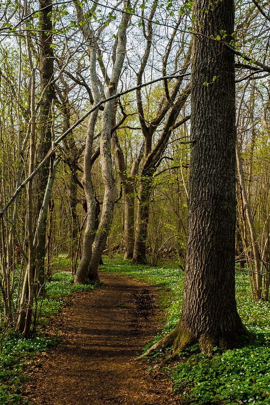 La forêt merveilleuse 8728519879_71d18d87ba_c