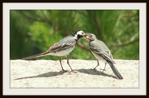 Motacilla alba family