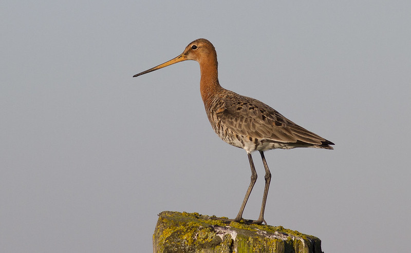 Vogelwaarnemingen buiten de KM - Pagina 32 13285340934_89903ff89c_c