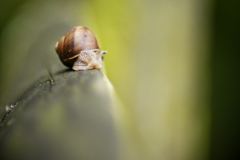 La météo de l'escargot 9212133647_5b9c2a5e70_c