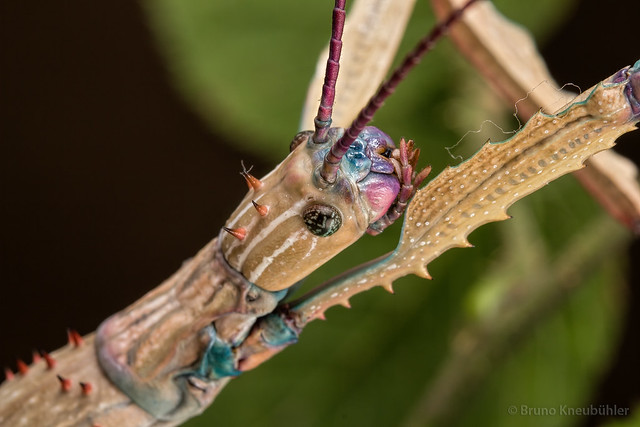 Achrioptera fallax - bright blue phasmids 8912440015_d98de4f800_z