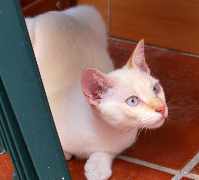 Fito, gatito siamés Red Point perfecto para perros, nacido en Marzo´13 esterilizado, en adopción. Valencia. ADOPTADO. - Página 2 9669123171_255fcf3753_z